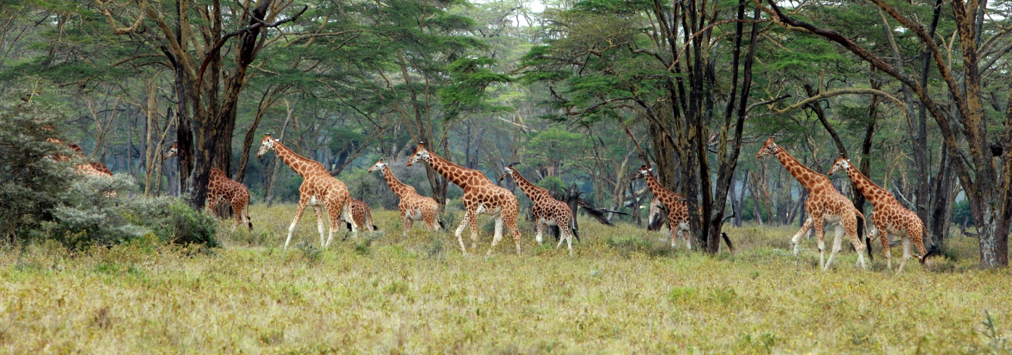 케냐 마사이 기린.jpg