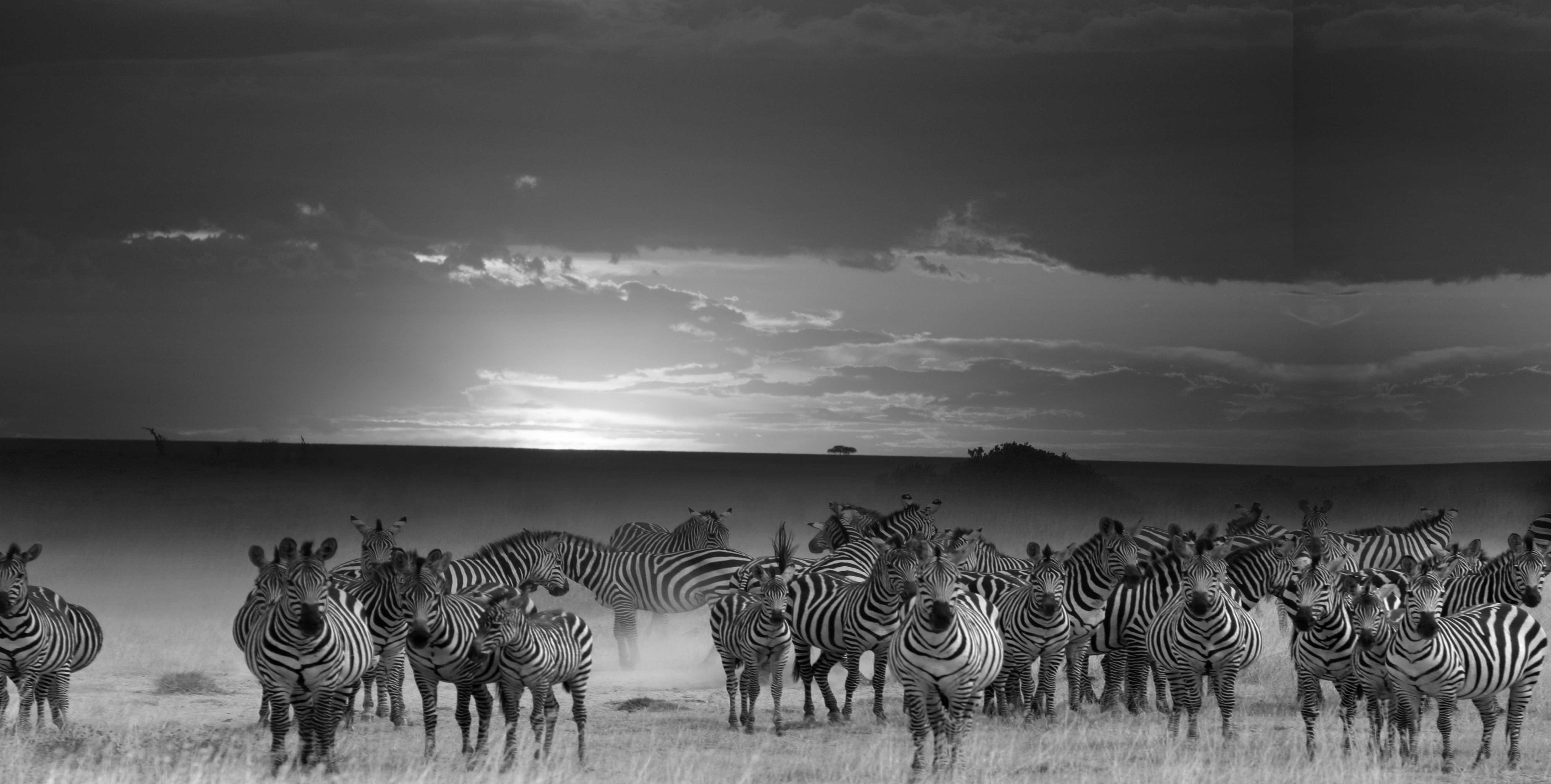 세렝게티 말.jpg